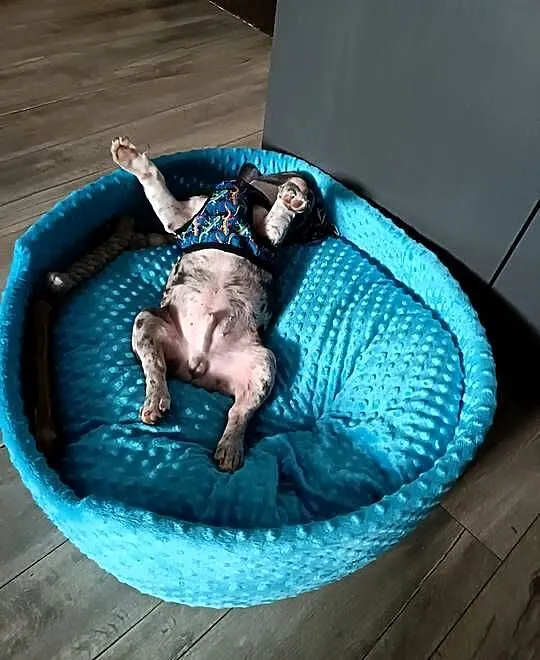 Buldog francuski piesek 4msce samodzielny, rodowód, Warmińsko-mazurskie, Olsztyn