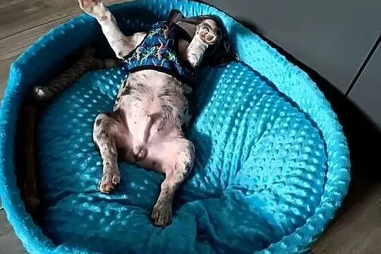 Buldog francuski piesek 4msce samodzielny, rodowód, Warmińsko-mazurskie, Olsztyn