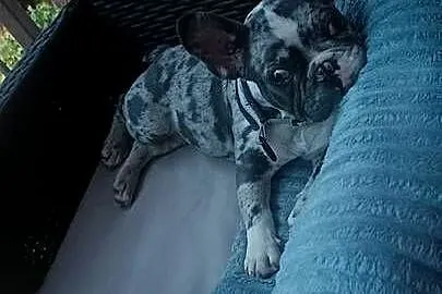 Buldog francuski piesek 4msce samodzielny, rodowód, Warmińsko-mazurskie, Olsztyn