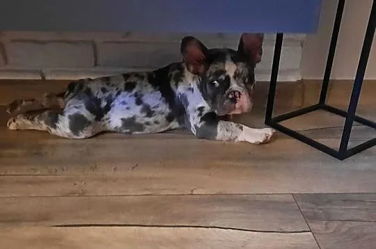 Buldog francuski piesek 4msce samodzielny, rodowód, Warmińsko-mazurskie, Olsztyn