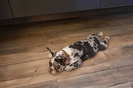 Buldog francuski piesek 4msce samodzielny, rodowód, Warmińsko-mazurskie, Olsztyn