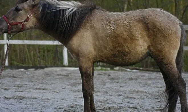 konik polski - źrebie, wałach, ,