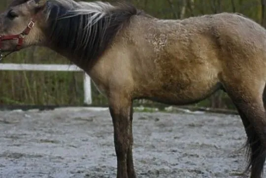 konik polski - źrebie, wałach, , 
