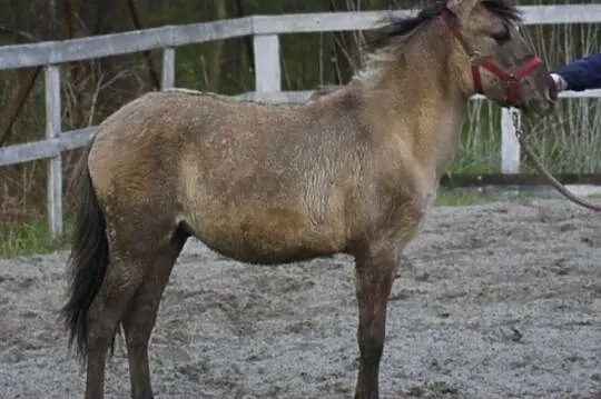 konik polski - źrebie, wałach, , 