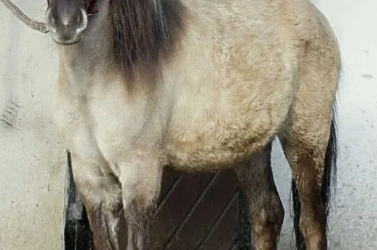 konik polski - źrebie, wałach, , 