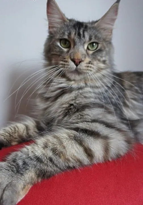 MAINE COON - do odbioru, , Koty maine coon cała P