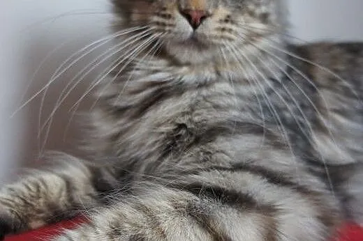 MAINE COON - do odbioru, ,  Koty maine coon cała P