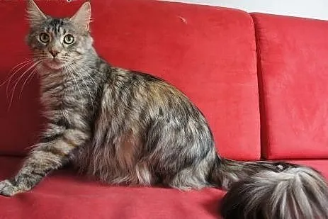 MAINE COON - do odbioru, ,  Koty maine coon cała P