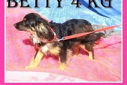 4 kg,mikrosunia BETTY, 6 mies.nakolankowa.ADOPCJA,  małopolskie Kraków