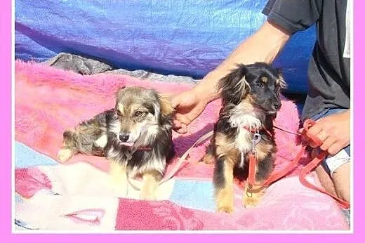4 kg,mikrosunia BETTY, 6 mies.nakolankowa.ADOPCJA,