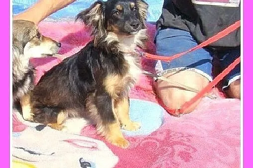 4 kg,mikrosunia BETTY, 6 mies.nakolankowa.ADOPCJA,