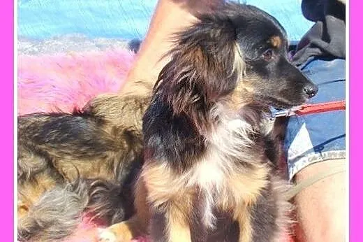 4 kg,mikrosunia BETTY, 6 mies.nakolankowa.ADOPCJA,