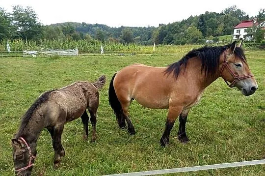 Sprzedam klacz ze źrebięciem, Podkarpackie, Wara