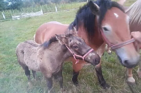 Sprzedam klacz ze źrebięciem, Podkarpackie, Wara