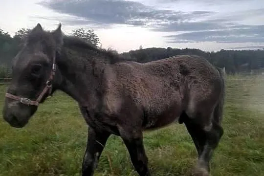 Sprzedam klacz ze źrebięciem, Podkarpackie, Wara