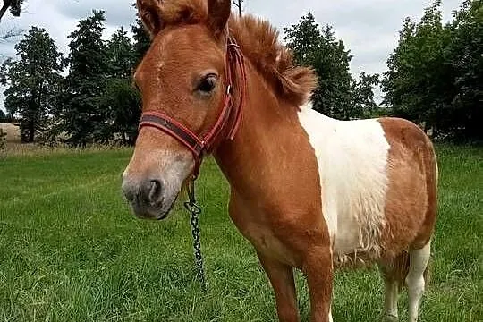 Sprzedam kucyka klacz, Mazowieckie, Damianów