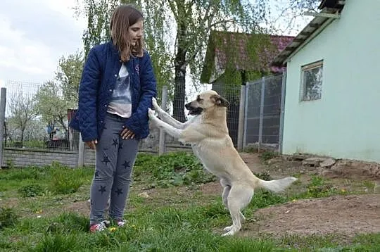 Młody, przyjazny, lubiący dzieci_ Pies anioł do adopcji!