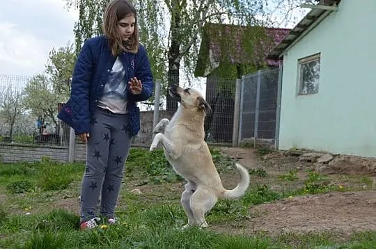 Młody, przyjazny, lubiący dzieci_ Pies anioł do ad