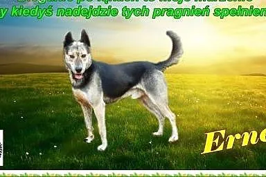ERNEST – największa potrzeba, to skakać do nieba!,  śląskie Chorzów