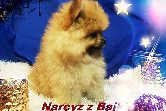 Pomeranian NARCYZ z Bajki Do odbioru Kraj i Zagran, Opole