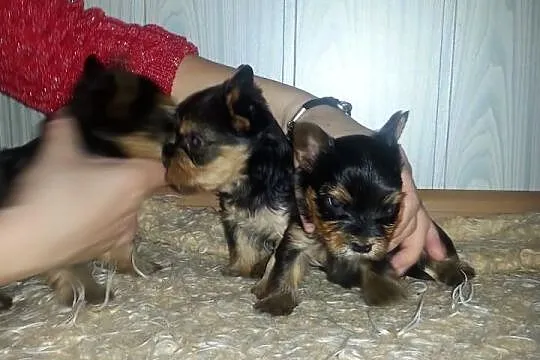Yorki małe
