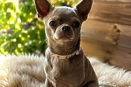 Reproduktor chihuahua Lilac badania DNA sprawdzony