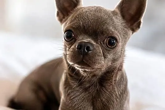 Reproduktor chihuahua Lilac badania DNA sprawdzony, Łódzkie, Bełchatów
