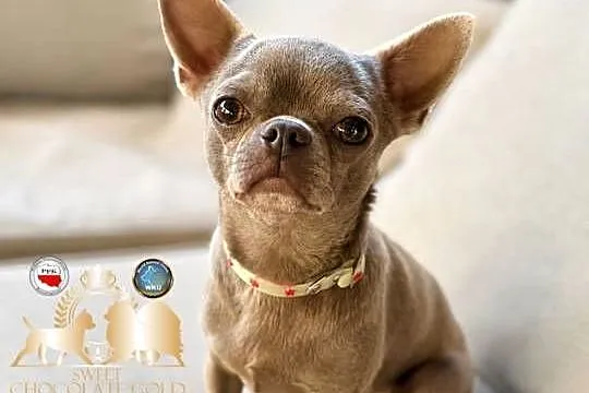 Reproduktor chihuahua Lilac badania DNA sprawdzony, Łódzkie, Bełchatów