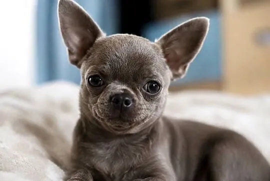 Reproduktor chihuahua Lilac badania DNA sprawdzony, Łódzkie, Bełchatów