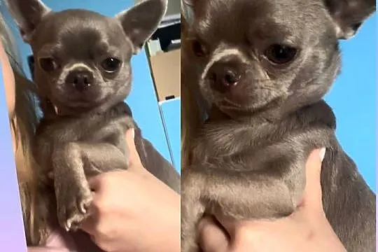Reproduktor chihuahua Lilac badania DNA sprawdzony, Łódzkie, Bełchatów