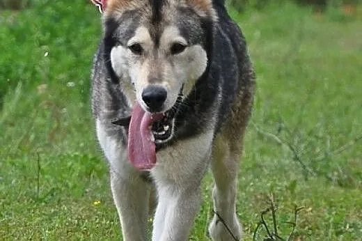 CHUCK- mądry pies w typie rasy Alaskan do adopcji,