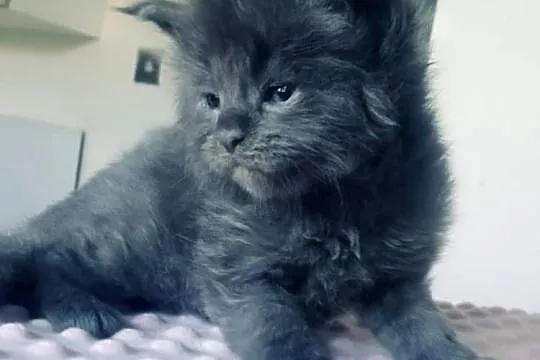 Maine Coon - Śliczne kotki !