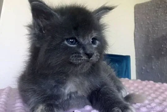 Maine Coon - Śliczne kotki !, Dolnośląskie, Wińsko