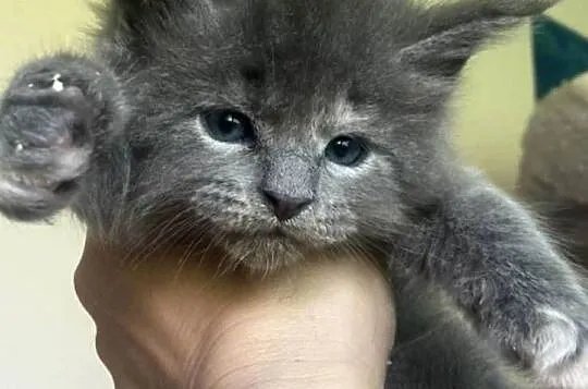 Maine Coon - Śliczne kotki !, Dolnośląskie, Wińsko