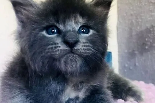 Maine Coon - Śliczne kotki !, Dolnośląskie, Wińsko