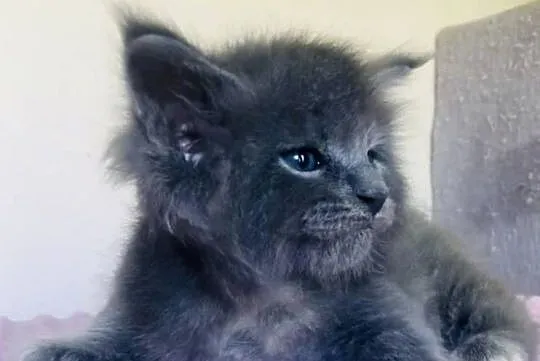Maine Coon - Śliczne kotki !, Dolnośląskie, Wińsko