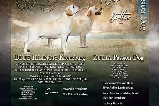 Labrador retriever biszkoptowe szczenięta FCI, Świętokrzyskie, Chotów