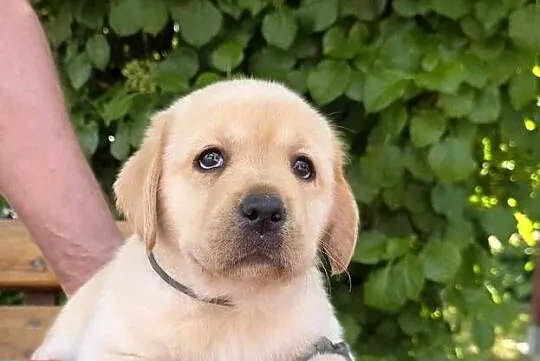 Labrador retriever biszkoptowe szczenięta FCI, Świętokrzyskie, Chotów