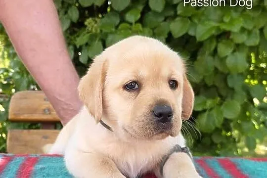 Labrador retriever biszkoptowe szczenięta FCI, Świętokrzyskie, Chotów