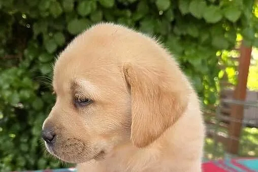 Labrador retriever biszkoptowe szczenięta FCI, Świętokrzyskie, Chotów