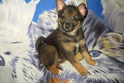 Malenka Zuzia 9-10 tyg.adopcja!!,  świętokrzyskie 