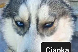 Dostępne suczki rasy Syberian husky