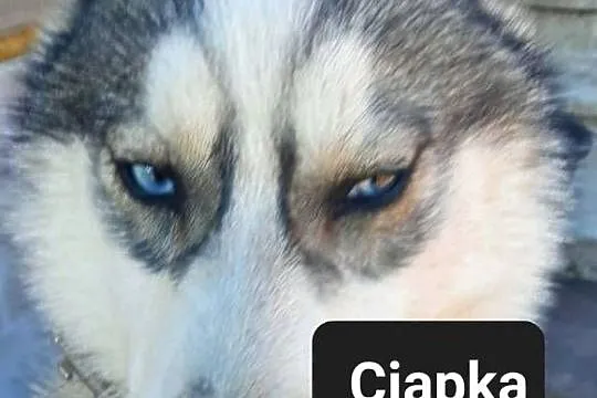 Dostępne suczki rasy Syberian husky, Pomorskie, Reda