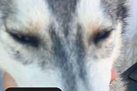 Dostępne suczki rasy Syberian husky, Pomorskie, Reda