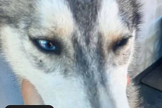 Dostępne suczki rasy Syberian husky, Pomorskie, Reda