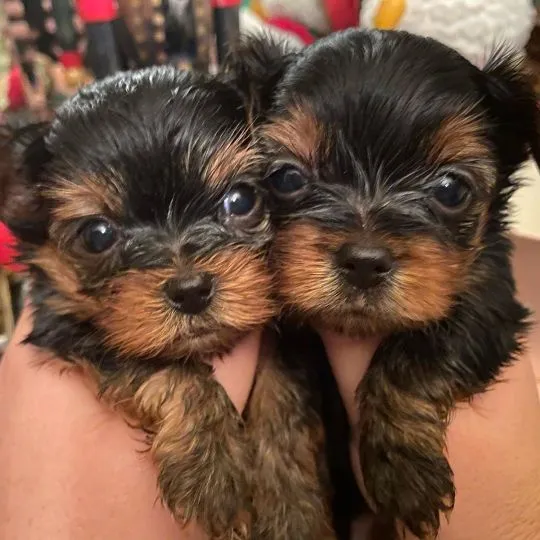 Szczenięta Yorkshire Terrier, psy i suczki, dla kochającego i troskliwego domu