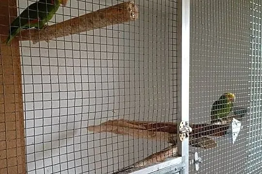 AMAZONKA ORATRIX PARA LĘGOWA RASZYN, Mazowieckie, Raszyn