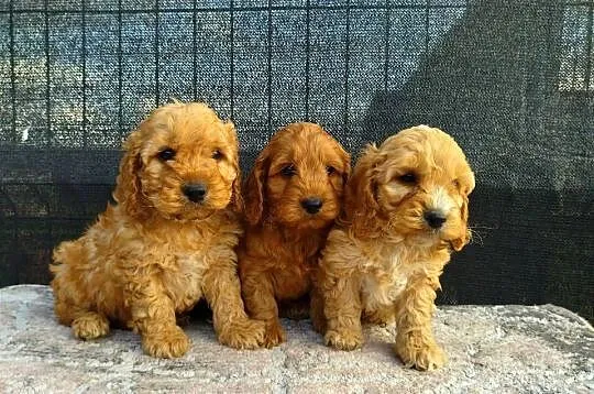 Cockapoo F1 - Cocker Spaniel & Pudel Miniaturowy
