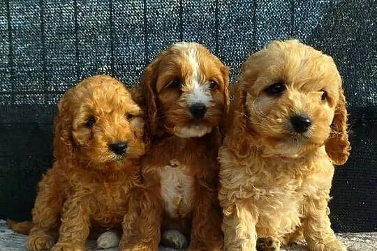Cockapoo F1 - Cocker Spaniel & Pudel Miniaturowy, Mazowieckie, Radom