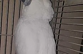 Kakadu Alba -dorosły samiec, Skokowa